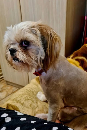 Vand catel shih tzu