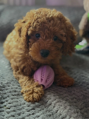 Pudel Mini Toy