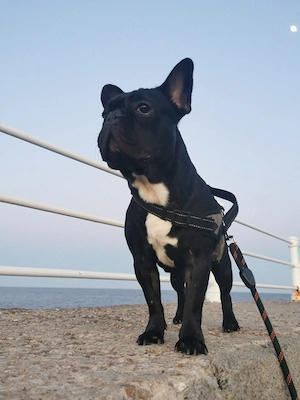 Bulldog Francez dresat (baiat) - imagine 2