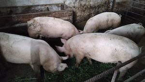 Vând porci marele alb