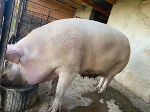 vand purcea,are in jur de 200 kg