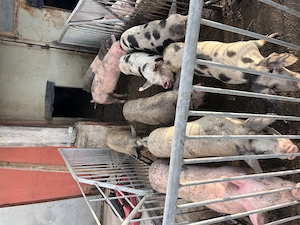 Vand 20 de bucăți suldei 