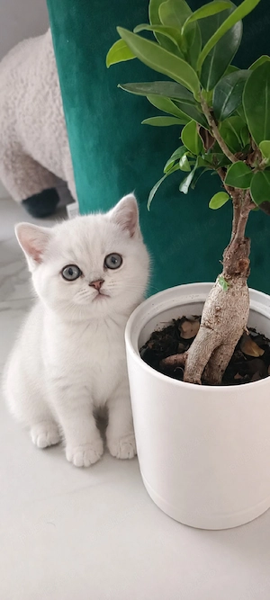 British Shorthair alb!!!