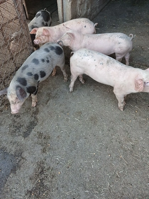 Purcei de vînzare