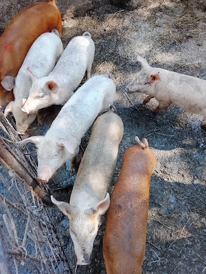 vand 8 purcei de 10 săptămâni 