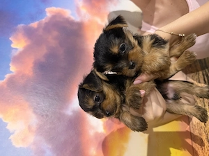Catelusi Yorkshire Terrier baietei!  - imagine 3
