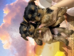 Catelusi Yorkshire Terrier baietei!  - imagine 4