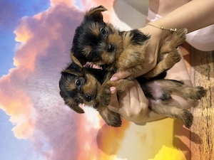 Catelusi Yorkshire Terrier baietei!  - imagine 2