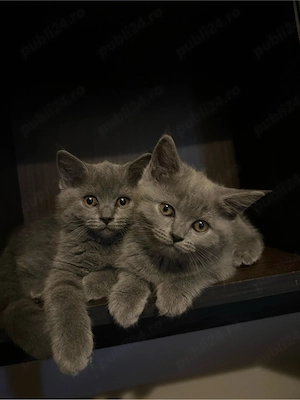 Pui British Shorthair - imagine 2