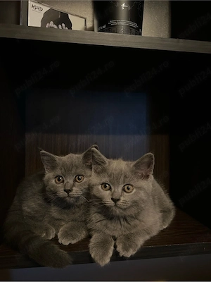 Pui British Shorthair - imagine 4