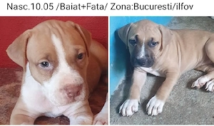 Ultimii 2 puiuti deosebiti Amstaff