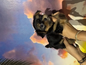 Yorkshire terrier 