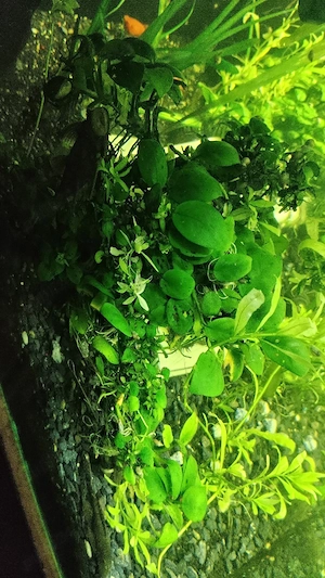 plante acvariu  - imagine 4