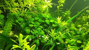 plante acvariu  - imagine 3