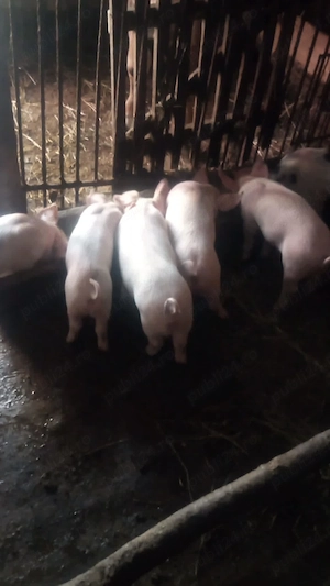 Purcei de vânzare în Maramureș, localitatea Bârsana - imagine 2