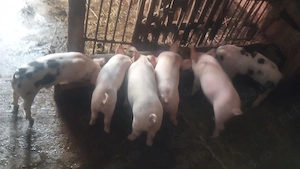 Purcei de vânzare în Maramureș, localitatea Bârsana
