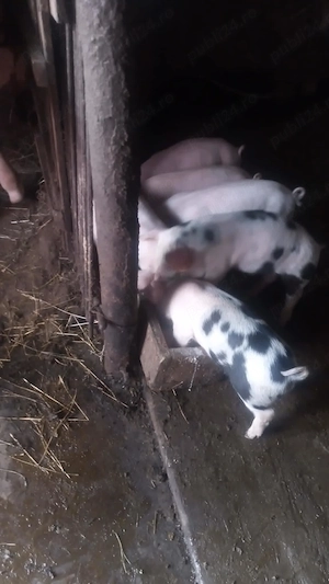 Purcei de vânzare în Maramureș, localitatea Bârsana - imagine 3