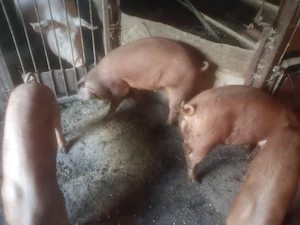 Disponibili șoldani Duroc  - imagine 3
