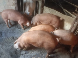 Disponibili șoldani Duroc  - imagine 5