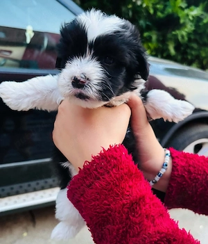Căței bichon maltez de vanzare.  - imagine 4