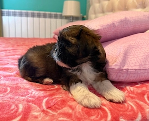 Pui de shih tzu 
