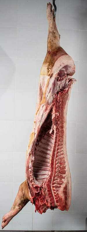 carcasă porc de carne