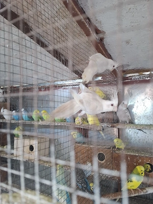 vând 4 pui papagali nimfe, si o pereche matură