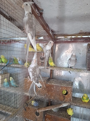 vând 4 pui papagali nimfe, si o pereche matură - imagine 2