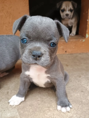 Puiuți de Bulldog francez rasă pură 