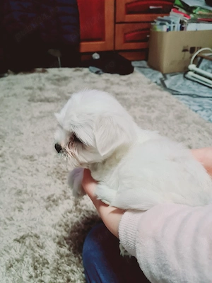 Căței Bichon Maltez  - imagine 3