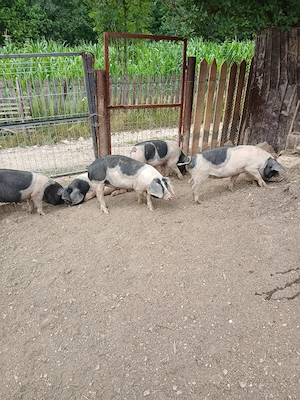 vând soldani crescuți natural în propria gospodărie foarte mâncăciosi relații în privat  - imagine 2