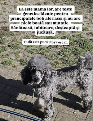 Caniche Pudel Roșu Roșcat Poodle - imagine 2