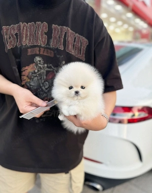 Pomeranian talie mica de buzunar - imagine 5