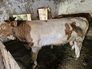 Vand taur de peste 450 de kg  - imagine 4