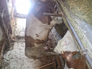 Vand taur de peste 450 de kg 