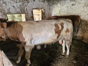 Vand taur de peste 450 de kg  - imagine 3