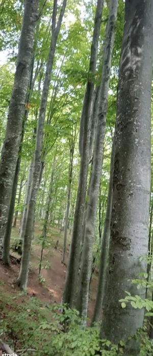 Pădure Dud Tarnova Arad