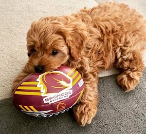 Căței Maltipoo - imagine 3