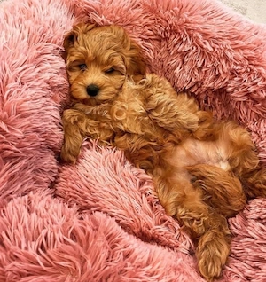Căței Maltipoo - imagine 4