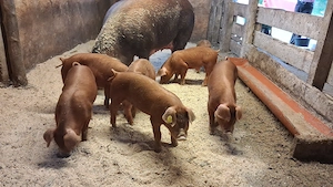 Scrofite si masculi duroc