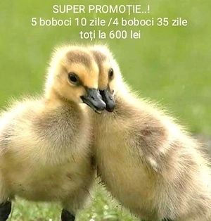 boboci de gâscă..