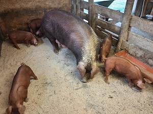 Scrofite si masculi duroc - imagine 4
