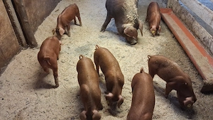 Scrofite si masculi duroc - imagine 3