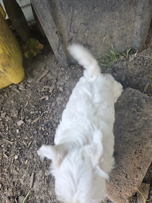 Vând pui de Bichon   sănătoși și jucăuși - imagine 2