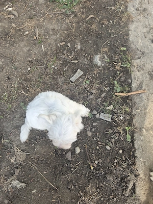 Vând pui de Bichon   sănătoși și jucăuși - imagine 6