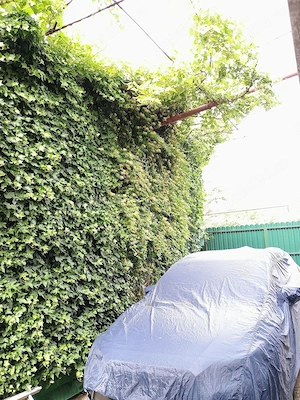 Vila ideala clinica Aparatorii Patriei 450 mp casa si teren - imagine 3