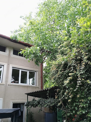 Vila ideala clinica Aparatorii Patriei 450 mp casa si teren - imagine 2