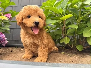puiuti de maltipoo pudel toy bichon  - imagine 2
