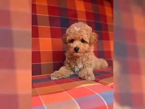 Maltipoo - pudel toy - imagine 3