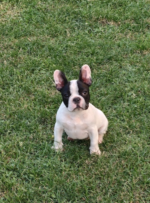 Pui bulldog francez  - imagine 3